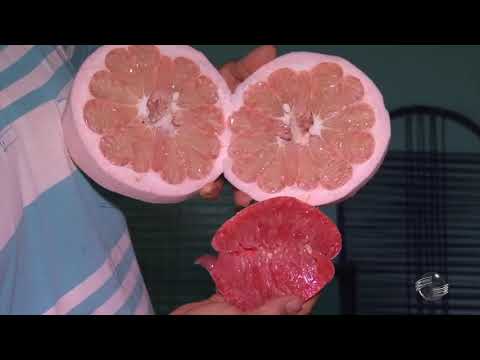 Laranja gigante é espécie rara, comestível e combate diabetes